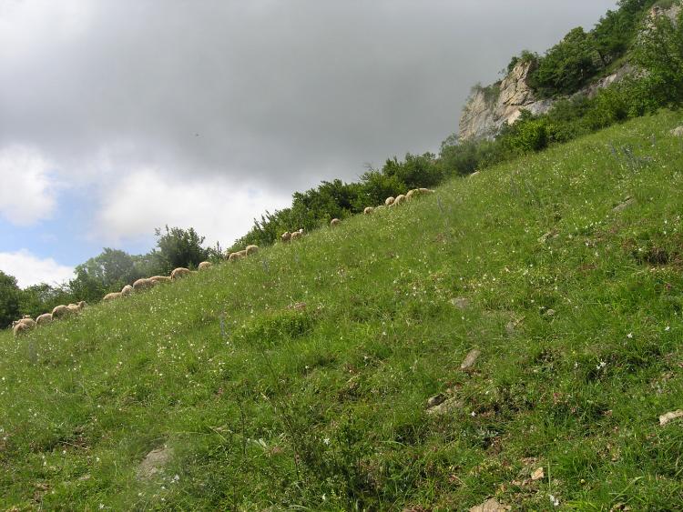 pâturage par contrat Natura 2000