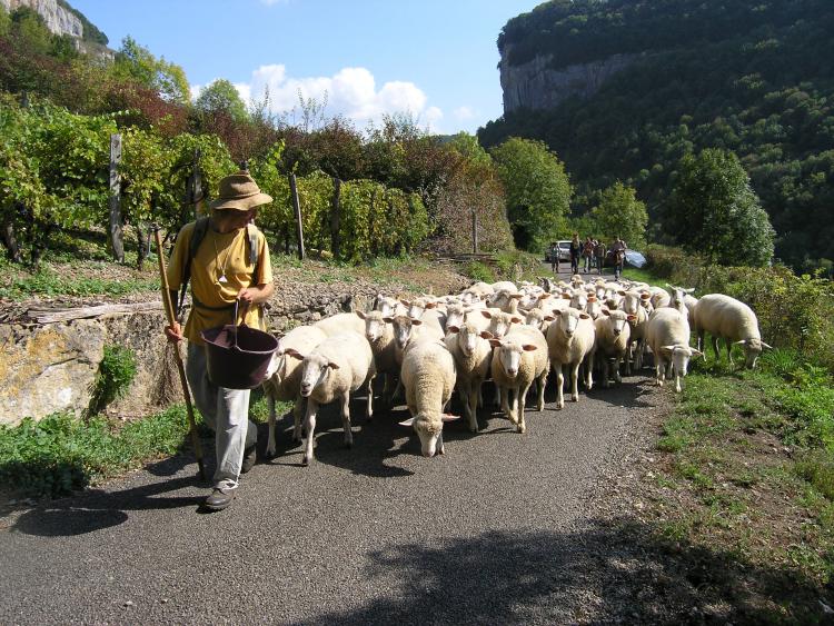 Transhumance à Baume-les-Messieurs